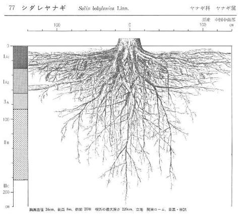 樹木 根|樹木の根の生長と分布特性